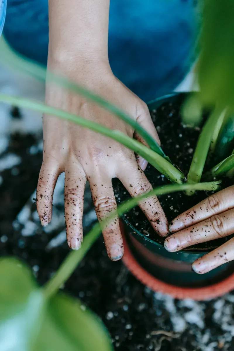 Naturnahe Gartengestaltung: Mehr Vielfalt für Ihren Außenbereich